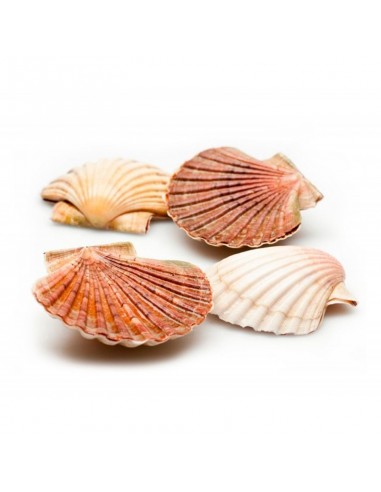 VIEIRAS ENTERAS 4/6 Piezas 1kg