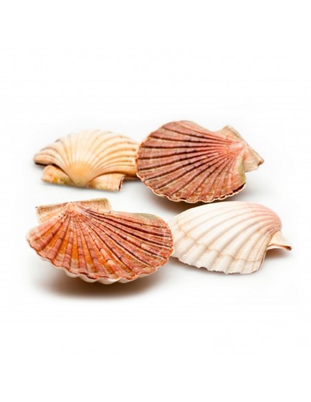 VIEIRAS ENTERAS 4/6 Piezas 1kg