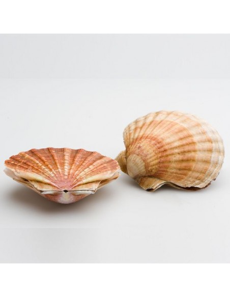 VIEIRAS ENTERAS 4/6 Piezas 1kg