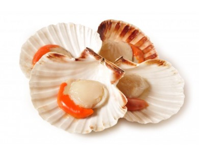 VIEIRA MEDIA CONCHA LIMPIA... 2